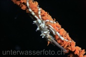 Gorgonien-Spinnenkrabbe (Xenocarcinus tuberculatus) auf einer Korkenzieher-Koralle (Stichopathes sp.), (Celebes-See, Manado, Indonesien) - Gorgonian crab (Celebes-Sea, Indonesia)