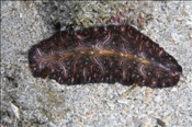 Eleganter Plattwurm (Pseudobiceros bedfordi.) auf Sanfgrund (Celebes-See, Manado, Indonesien) - Flatworm (Celebes-Sea, Indonesia)