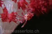 Weichkorallen-Spinnenkrabbe (Hoplophrys oatesii) lebt auf Weichkorallen (Dendronephthya sp.), (Celebes-See, Manado, Indonesien) - Soft Coral Crab (Celebes-Sea, Indonesia)