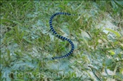Eine Gelblippen Seeschlange (Laticauda colubrina) auf Beutefang im Seegras (Celebes-See, Manado, Indonesien) - Banded Sea Snake (Celebes-Sea, Manado, Indonesia)