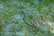 Eine Gelblippen Seeschlange (Laticauda colubrina) auf Beutefang im Seegras (Celebes-See, Manado, Indonesien) - Banded Sea Snake (Celebes-Sea, Manado, Indonesia)