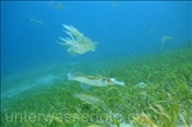 Grossflossen-Riffkalmare (Sepioteuthis lessoniana) bei der Paarung und Eiablage im Flachwasserbereich der Celebes-See (Manado, Indonesien) - Bigfin Reef Squids mating (Celebes-Sea, Indonesia)