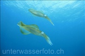 Grossflossen-Riffkalmare (Sepioteuthis lessoniana) im Flachwasserbereich der Celebes-See (Manado, Indonesien) - Bigfin Reef Squids (Celebes-Sea, Indonesia)