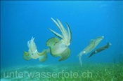 Grossflossen-Riffkalmaer (Sepioteuthis lessoniana) im Flachwasserbereich der Celebes-See (Manado, Indonesien) - Bigfin Reef Squids (Celebes-Sea, Indonesia)