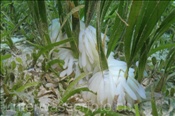 Eistränge des Grossflossen-Riffkalmars (Sepioteuthis lessoniana) im Seegras, Celebes-See (Manado, Indonesien) - Eggs of Bigfin Reef Squid (Celebes-Sea, Indonesia)