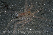Weisses-V-Krake (Octopus sp.18) am Sandgrund der Celebes-See (Manado, Indonesien) - White V Octopus (Celebes-Sea, Indonesia)