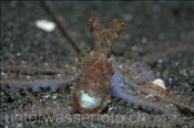 Weisses-V-Krake (Octopus sp.18) am Sandgrund der Celebes-See (Manado, Indonesien) - White V Octopus (Celebes-Sea, Indonesia)