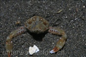 Die Kugelkrabbe (Leucosia anatum) versteckt sich gerne im Sandgrund (Celebes-See, Manado, Indonesien) - Pebble Crab (Celebes-Sea, Indonesia)