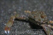 Die Kugelkrabbe (Leucosia anatum) versteckt sich gerne im Sandgrund (Celebes-See, Manado, Indonesien) - Pebble Crab (Celebes-Sea, Indonesia)