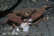 Schwimmkrabbe (Charybdis acutifrons) frisst einen Herzseeigel (Maretia planulata), (Celebes-See, Manado, Indonesien) - Swimmer crab eat Heart Sea Urchin (Celebes-Sea, Indonesia)