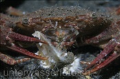 Schwimmkrabbe (Charybdis acutifrons) frisst einen Herzseeigel (Maretia planulata), (Celebes-See, Manado, Indonesien) - Swimmer crab eat Heart Sea Urchin (Celebes-Sea, Indonesia)