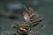 Porzellankrebs (Porcellanella triloba) auf einer Seefeder (Celebes-See, Manado, Indonesien) - Porcelain Crab on Sea Pen (Celebes-Sea, Indonesia)