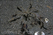 Die Gespensterkrabbe (Achaeus spinosus) ist ein Meister der Tarnung (Celebes-See, Manado, Indonesien) - Spider Crab (Celebes-Sea, Indonesia)
