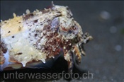 Nadelsepie (Sepia aculeata) am Sandgrund der Celebes-See (Manado, Indonesien) - Needle Cuttlefish (Celebes-Sea, Indonesia)