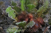 Eine Orang-Utan Krabbe (Achaeus japonicus) versteckt sich zwischen Wasserpflanzen (Celebes-See, Manado, Indonesien) - Orang-Utan Crab (Celebes-Sea, Indonesia)