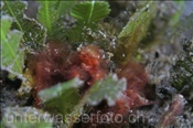 Eine Orang-Utan Krabbe (Achaeus japonicus) versteckt sich zwischen Wasserpflanzen (Celebes-See, Manado, Indonesien) - Orang-Utan Crab (Celebes-Sea, Indonesia)