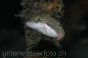 Der Bennetts Kugelfisch (Canthigaster bennetti) ist eine kleine Kugelfischart (Celebes-See, Manado, Indonesien) - Bennetts Puffer (Celebes-Sea, Manado, Indonesia)