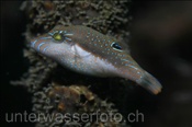 Der Bennetts Kugelfisch (Canthigaster bennetti) ist eine kleine Kugelfischart (Celebes-See, Manado, Indonesien) - Bennetts Puffer (Celebes-Sea, Manado, Indonesia)