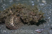 Der Buckel Drachenkopf (Scorpaenopsis diabolus) wird gerne mit dem Steinfisch verwechselt (Celebes-See, Manado, Indonesien) - Humpback Scorpionfish (Celebes-Sea, Manado, Indonesia)
