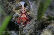 Die Imperatorgarnele (Periclimenes imperator) lebt auf einer Seewalze (Heteractis aurora), (Celebes-See, Manado, Indonesien) - Emperor Shrimp on Sea Cucumber (Celebes-Sea, Indonesia)