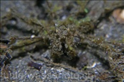 Die Gespensterkrabbe (Achaeus spinosus) ist ein Meister der Tarnung (Celebes-See, Manado, Indonesien) - Spider Crab (Celebes-Sea, Indonesia)