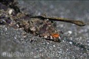 Finger Leierfische (Dactylopus dactylopus) leben auf Sand oder Schlickgrund (Celebes-See, Manado, Indonesien) - Fingered Dragonet (Celebes-Sea, Manado, Indonesia)