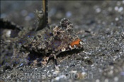 Finger Leierfische (Dactylopus dactylopus) leben auf Sand oder Schlickgrund (Celebes-See, Manado, Indonesien) - Fingered Dragonet (Celebes-Sea, Manado, Indonesia)