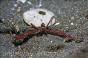 Die Gespensterkrabbe (Achaeus sp.) lebt auf dem Sandgrund (Celebes-See, Manado, Indonesien) - Spider Crab (Celebes-Sea, Indonesia)