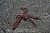 Die Gespensterkrabbe (Achaeus sp.) lebt auf dem Sandgrund (Celebes-See, Manado, Indonesien) - Spider Crab (Celebes-Sea, Indonesia)