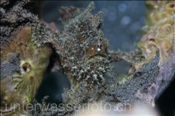 Der Rückenfleck Anglerfisch (Antennariuns nummifer) ist ein Lauerjäger welcher seine Beute mit einem angelähnlichen Köder am Kopf anlockt (Celebes-See, Manado, Indonesien) - Frogfish (Celebes-Sea, Manado, Indonesia)