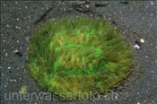 Die Molukken Pilzkoralle (Fungia moluccensis) kann auch auf dem Sandgrund leben (Celebes-See, Manado, Indonesien) - Moluccen Mushroom Coral (Celebes-Sea, Indonesia)
