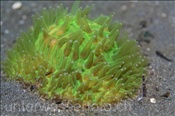 Die Molukken Pilzkoralle (Fungia moluccensis) kann auch auf dem Sandgrund leben (Celebes-See, Manado, Indonesien) - Moluccen Mushroom Coral (Celebes-Sea, Indonesia)