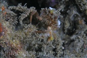 Der ganze Körper der Dekorier-Spinnenkrabbe (Schizophrys aspera) ist mit den verschiedensten Organismen bewachsen (Celebes-See, Manado, Indonesien) - Decorator Crab (Celebes-Sea, Indonesia)