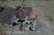 Die Dekorier-Spinnenkrabbe (Cyclocoeloma tuberculata) ist mit Anemonen bewachsen (Celebes-See, Manado, Indonesien) - Decorator Spider Crab (Celebes-Sea, Indonesia)