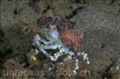 Die Dekorier-Spinnenkrabbe (Cyclocoeloma tuberculata) ist mit Anemonen bewachsen (Celebes-See, Manado, Indonesien) - Decorator Spider Crab (Celebes-Sea, Indonesia)