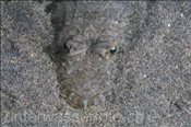 Gefleckter Plattkopf (Cociella punctata) lauert im Sand eingegraben auf seine Beute (Celebes-See, Manado, Indonesien) - Flathead (Celebes-Sea, Manado, Indonesia)