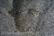 Gefleckter Plattkopf (Cociella punctata) lauert im Sand eingegraben auf seine Beute (Celebes-See, Manado, Indonesien) - Flathead (Celebes-Sea, Manado, Indonesia)