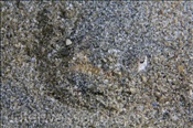 Weissrand Himmelsgucker (Uranoscopus sulphureus) lauert eingegraben im Sand auf seine Beute (Celebes-See, Manado, Indonesien) - Whitemargin Stargazer (Celebes-Sea, Manado, Indonesia)