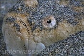 Weissrand Himmelsgucker (Uranoscopus sulphureus) lauert eingegraben im Sand auf seine Beute (Celebes-See, Manado, Indonesien) - Whitemargin Stargazer (Celebes-Sea, Manado, Indonesia)