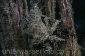 Spinnenkrabbe (Tylocarcinus styx) an einem alten Fischernetz (Celebes-See, Manado, Indonesien) - Spider Crab (Celebes-Sea, Indonesia)