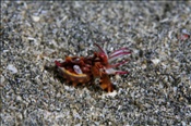 Jungtier der Pfeffers Prachtsepie (Metasepia pfefferi) am Sandgrund der Celebes-See (Manado, Indonesien) - Baby Flamboyant Cuttlefish (Celebes-Sea, Indonesia)