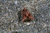 Jungtier der Pfeffers Prachtsepie (Metasepia pfefferi) am Sandgrund der Celebes-See (Manado, Indonesien) - Baby Flamboyant Cuttlefish (Celebes-Sea, Indonesia)