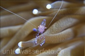Anemonen-Garnele (Periclimenes tosaensis) in einer Anemonen-Pilzkoralle (Heliofungia actiniformis), (Celebes-See, Manado, Indonesien) - Anemone shrimp on Long Tentacle Plate Coral (Celebes-Sea, Indonesia)