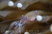 Anemonen-Garnele (Periclimenes tosaensis) in einer Anemonen-Pilzkoralle (Heliofungia actiniformis), (Celebes-See, Manado, Indonesien) - Anemone shrimp on Long Tentacle Plate Coral (Celebes-Sea, Indonesia)