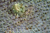 Zwei Partnergarnelen (Pliopontonia furtiva) auf einer Scheibenanemone (Amplexidisdus fenestrafer), (Celebes-See, Manado, Indonesien) - Disc Anemone Shrimp (Celebes-Sea, Indonesia)