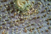 Zwei Partnergarnelen (Pliopontonia furtiva) auf einer Scheibenanemone (Amplexidisdus fenestrafer), (Celebes-See, Manado, Indonesien) - Disc Anemone Shrimp (Celebes-Sea, Indonesia)