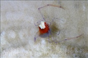 Pilzkorallen-Garnele (Periclimenes kororensis) mit Eier am Hinterleib (Celebes-See, Manado, Indonesien) - Mushroom Coral Anemone Shrimp with eggs (Celebes-Sea, Indonesia)