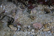 Ein Teufelsfisch (Inimicus didactylus) lauert eingegraben auf Beute (Celebes-See, Manado, Indonesien) - Devilfish (Celebes-Sea, Manado, Indonesia)