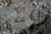 Ein Teufelsfisch (Inimicus didactylus) lauert eingegraben auf Beute (Celebes-See, Manado, Indonesien) - Devilfish (Celebes-Sea, Manado, Indonesia)
