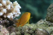 Der Molukken Demiselle (Pomacentrus moluccensis) gehört zur Familie der Riffbarsche (Celebes-See, Manado, Indonesien) - Lemon Damselfish (Celebes-Sea, Manado, Indonesia)